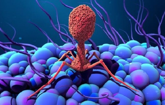 bacteriophage